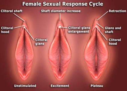 Clitoris