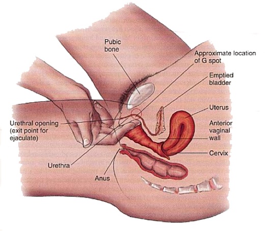 Clitoris